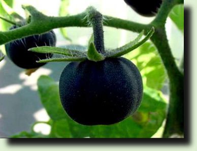 Черные томаты — спутники здоровья дача,овощи,огород,полезные советы,растения