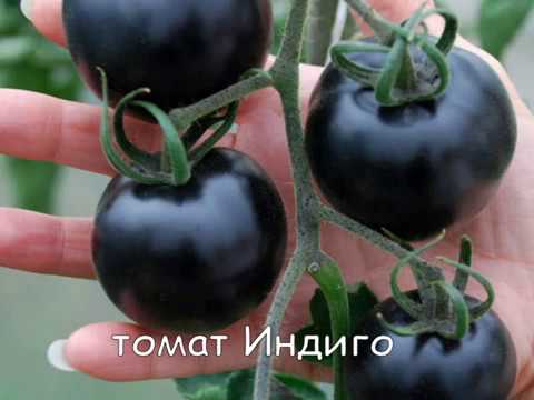 Черные томаты — спутники здоровья дача,овощи,огород,полезные советы,растения