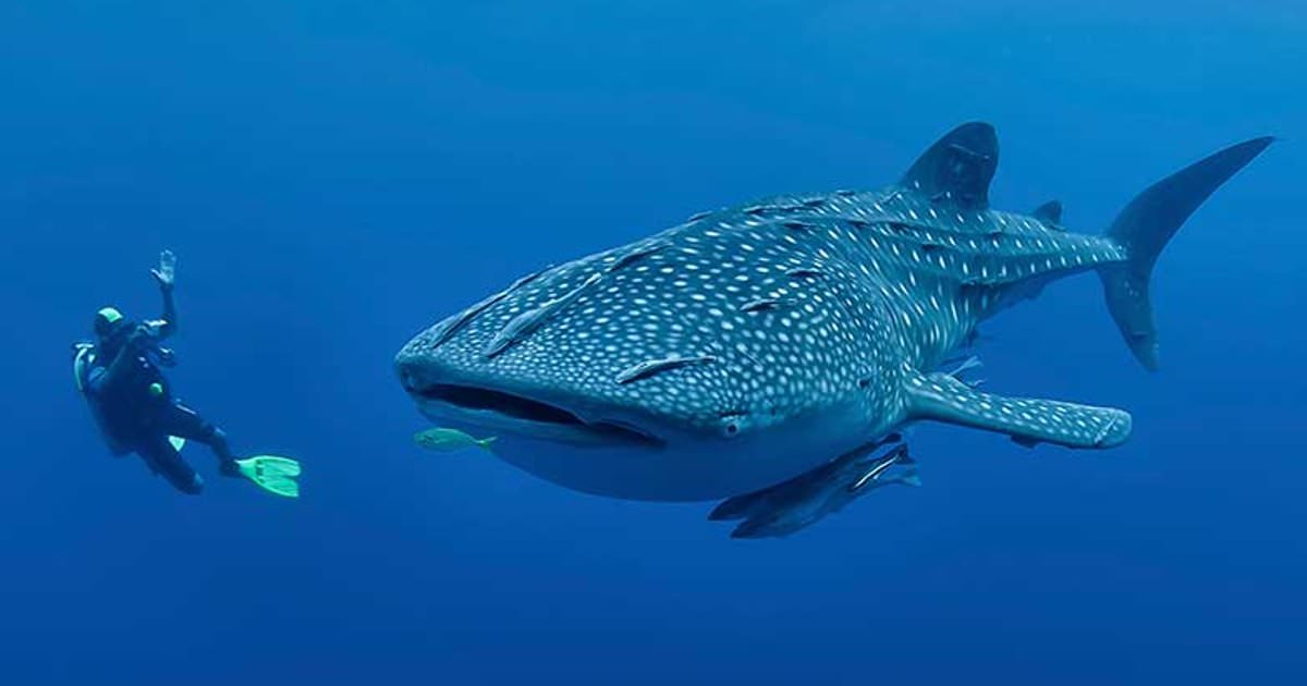 Огромная китовая акула схватила дайвера за ногу, но у нее была на то причина животные,факты,фауна