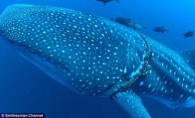 Огромная китовая акула схватила дайвера за ногу, но у нее была на то причина животные,факты,фауна