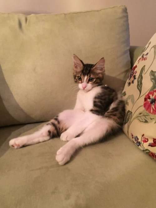 КОТОприколы для всех (33 фото)