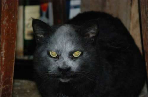 Кот-демон, фотография которого облетела весь Интернет (4 фото)