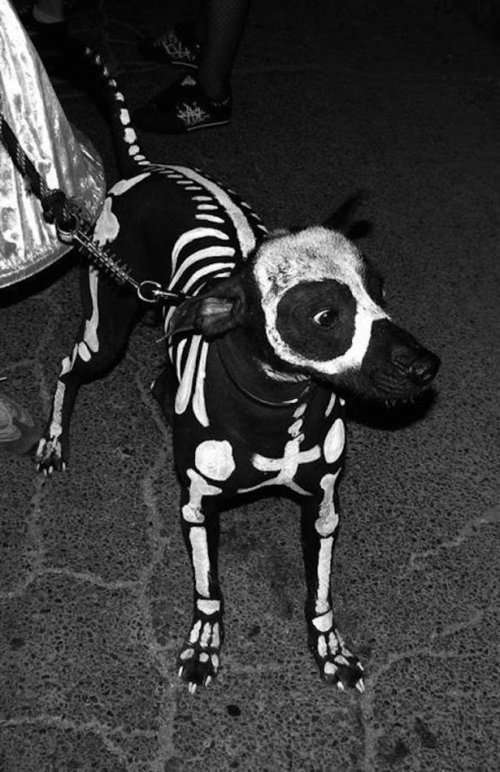 Костюмы на Хэллоуин для собак (28 фото)