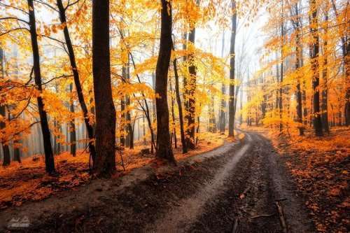 Осенний лес в фотографиях Янека Седлара (20 фото)