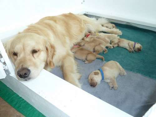 Гордые мамочки очаровательных щенят (27 фото)