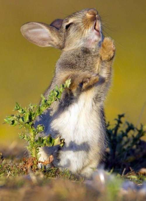 Молодой голодный кролик решил попробовать чертополох (4 фото)