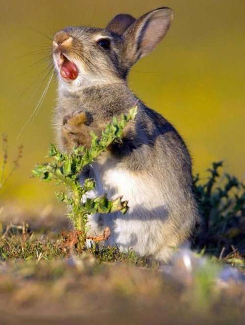 Молодой голодный кролик решил попробовать чертополох (4 фото)