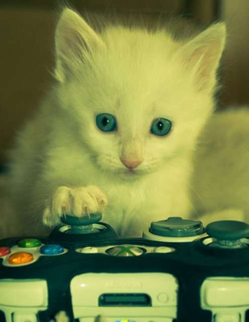 Кошки-игроманы (10 фото)