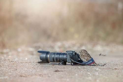 Очаровательная сова Польди в фотографиях Тани Брандт (10 фото)