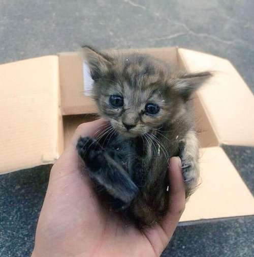 Кошечка Комари и её приёмные братья хорьки (12 фото) Кошечка Комари и её приёмные братья хорьки (12 фото)