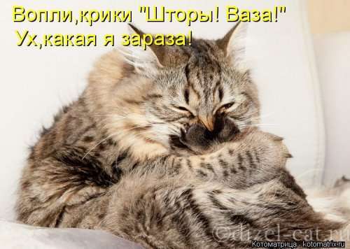 Новая котоматрица (29 фото)
