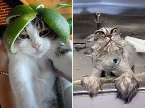 Недовольные кошки (16 фото) Недовольные кошки (16 фото)