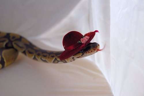 Змеи в шляпах (25 фото)