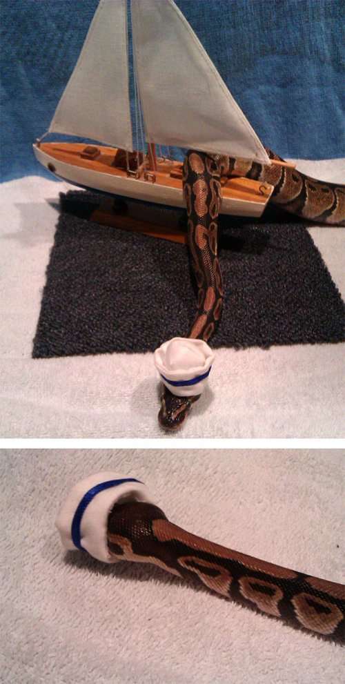 Змеи в шляпах (25 фото)