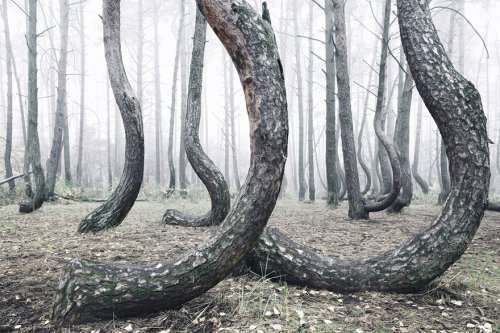 Мистический лес с кривыми деревьями в Польше (6 фото)