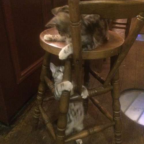 Английский паб &quot;Кожа да когти&quot;, в котором живут 15 кошек (8 фото)
