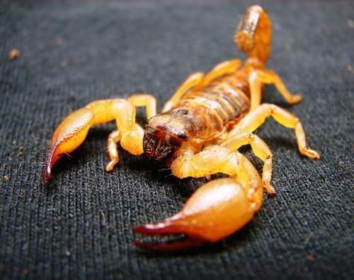 Топ-25: Факты о скорпионах, о которых вы могли не знать
