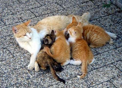 Гордые мамочки очаровательных котят. Часть 1 (25 фото)