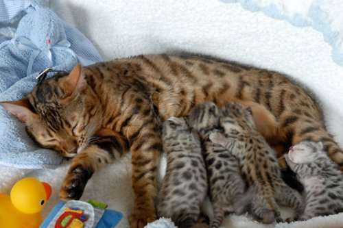 Гордые мамочки очаровательных котят. Часть 1 (25 фото)