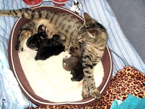 Гордые мамочки очаровательных котят. Часть 2 (23 фото)