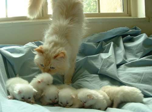 Гордые мамочки очаровательных котят. Часть 2 (23 фото)