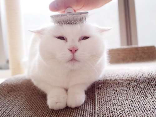 Ура — самая популярная кошка в Японии (9 фото)