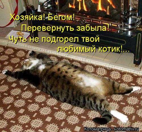 Свежая котоматрица на Бугаге (31 фото)