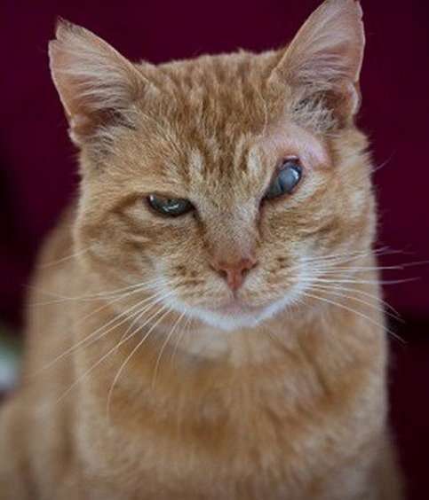 Подозрительные коты, которые всех выведут на чистую воду (14 фото) Подозрительные коты, которые всех выведут на чистую воду (14 фото)