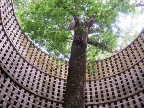 Вековой дуб, выросший внутри голубятни (5 фото)