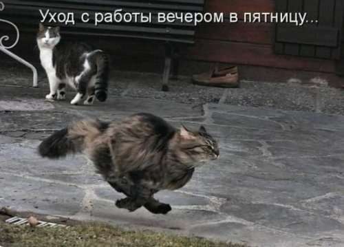 Весёлые пятничные анекдоты (14 шт)