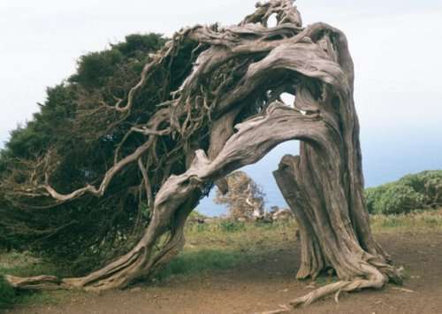 Необычные деревья (10 фото)