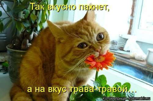 Свежая котоматрица (39 шт)