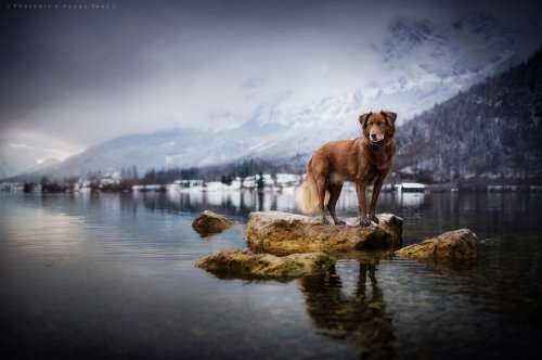 Портреты собак в работах фотографа Анны Гейер (27 фото)