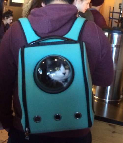 &quot;Космические&quot; рюкзаки-переноски для домашних животных (5 фото)