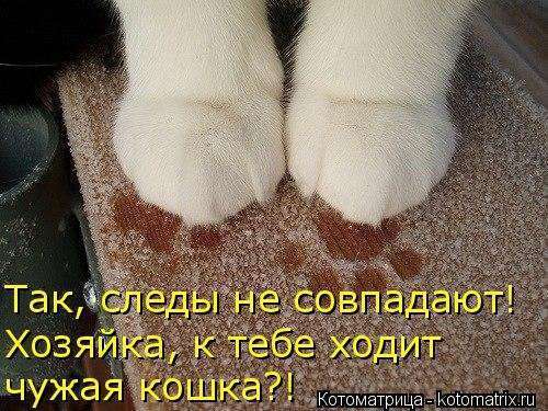 Новая котоматрица на Бугаге (39 фото)