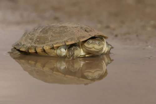 Очаровательные черепахи и черепашата (32 фото)