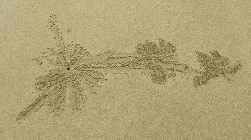 Художественные следы поиска пищи песчаных крабов (16 фото)