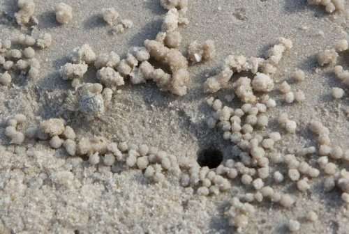 Художественные следы поиска пищи песчаных крабов (16 фото)