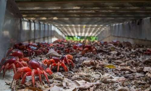 Ежегодная миграция миллионов красных крабов на острове Рождества (11 фото)