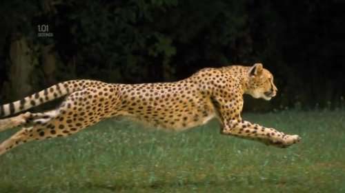 Бег самого быстрого животного планеты в замедленной съёмке
