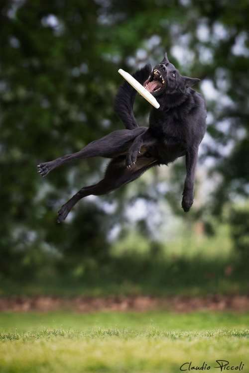 Летающие собаки в фотопроекте Клаудио Пикколи (25 фото)