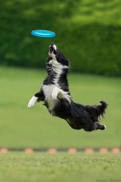 Летающие собаки в фотопроекте Клаудио Пикколи (25 фото)