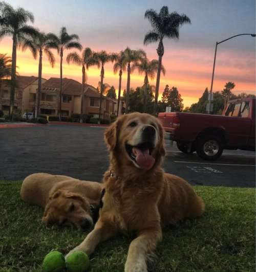 Очаровательные собаки, которые поднимут вам настроение (28 фото)