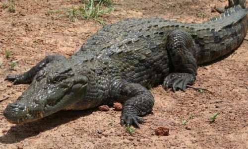 Топ 10: Редкие или необычные крокодилы и аллигаторы