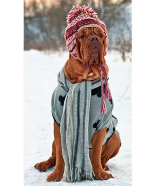Собаки, готовые к зимним прогулкам (9 фото)