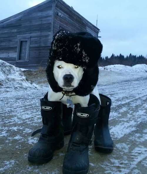 Собаки, готовые к зимним прогулкам (9 фото)