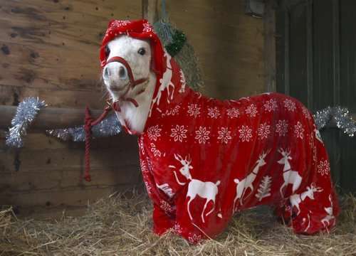 Рождественский наряд для пони Даффи (7 фото)