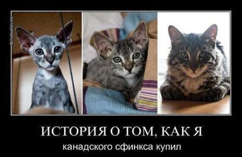 Новые демотиваторы для всех (11 шт)