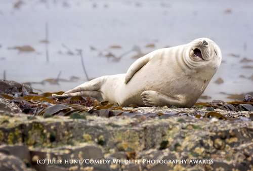 Победители фотоконкурса The Comedy Wildlife Photography Awards (13 фото)