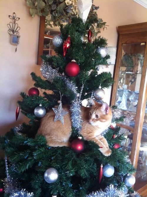 Кошки на новогодних ёлках (31 фото)